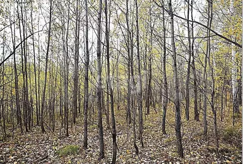 Участок в Томский район, Богашёвское сельское поселение, ДПК Офицеры ...