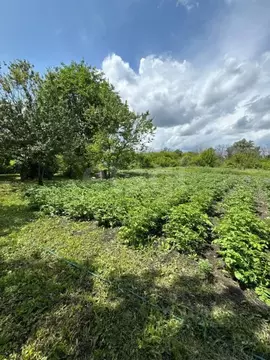 Дом в Белгородская область, Валуйки ул. Володарского, 99 (39 м)
