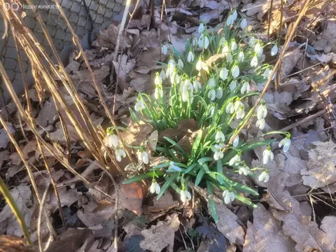 Дом в деревня Верхняя Бронна, Центральная улица, 31 (43 м)