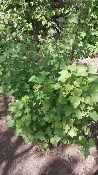 Дом в Волгоградская область, Волжский Новые сады СНТ, проезд 15-й (24 ...