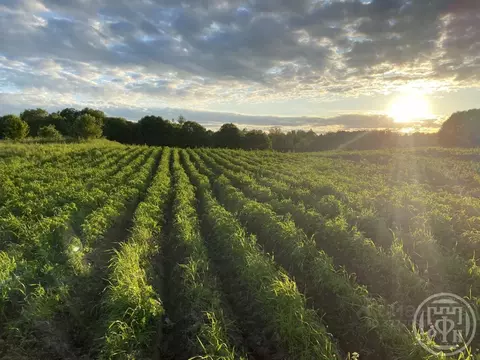 Участок в Ленинградская область, Лужский район, Серебрянское с/пос, д. ...