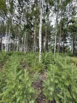 Участок в Свердловская область, Полевской ул. Блюхера (14.0 сот.)