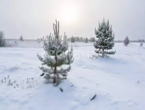 Участок в Тюменская область, Тюменский муниципальный округ, д. Елань ...