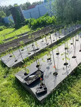 Участок в Омск, ТСН СНТ Любитель-3, 114 (5.8 м)