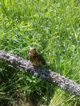 Участок в Ленинградская область, Кингисеппский район, Котельское ...