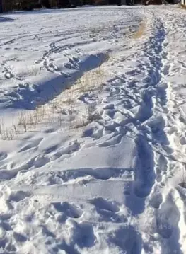 Участок в Амурская область, Благовещенский район, с. Усть-Ивановка ул. ...