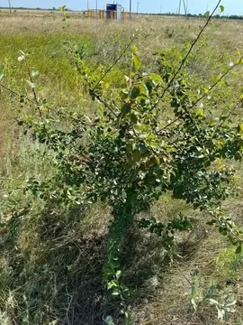 Участок в Ростовская область, Цимлянск Октябрьская ул., 90 (8.8 сот.)