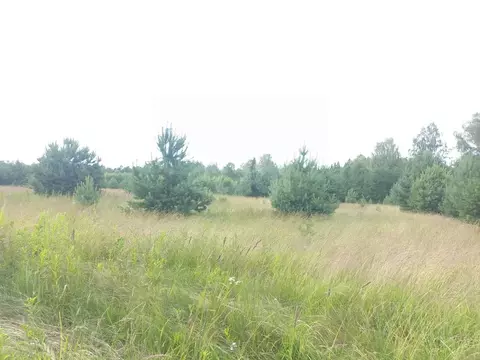 Участок в Ярославская область, Большесельский муниципальный округ, с. ...