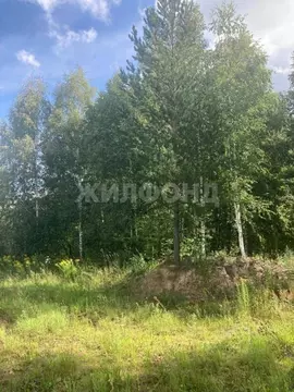 Участок в Новосибирская область, Новосибирский район, Новолуговской ...