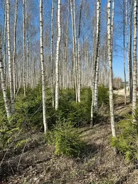 Участок в Московская область, Ступино городской округ, Шелково ТСН  ...