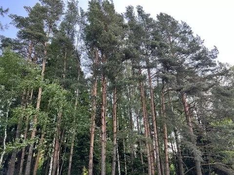 Участок в Московская область, Дмитровский муниципальный округ, д. ...