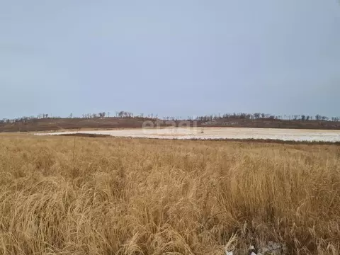 Участок в Амурская область, Благовещенск Игнатьевское ш. (1090.0 сот.)