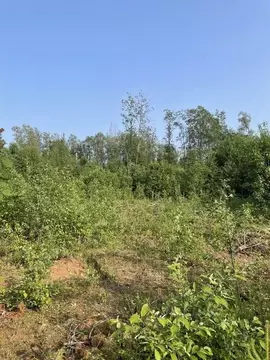 Участок в Новгородская область, Валдай Лесхозная ул. (15.0 сот.)