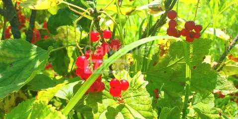 Участок в Калужская область, Дзержинский район, Угорское с/пос, д. ...