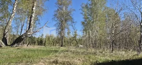 Участок в Алтайский край, Калманский район, с. Зимари  (20.0 сот.)