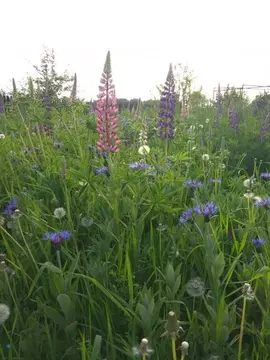 Участок в Волосовский район, Большеврудское сельское поселение, ...