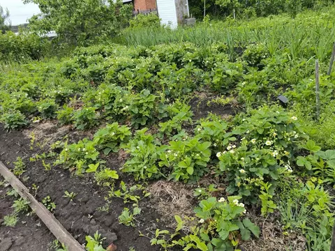 Участок в Омская область, Омский район, Дружинское с/пос, Яблонька СНТ ...