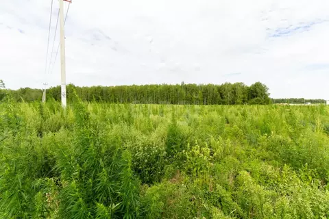 Участок в Тюменская область, Тюменский муниципальный округ, с. Каменка ...