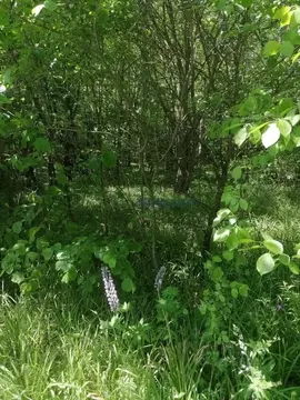 Участок в Нижегородская область, Богородский муниципальный округ, д. ...