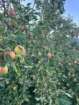 Участок в Тюменская область, Тюмень Дорожник садовое товарищество, ул. ...