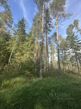 Участок в Ленинградская область, Выборгский район, Приморское ...
