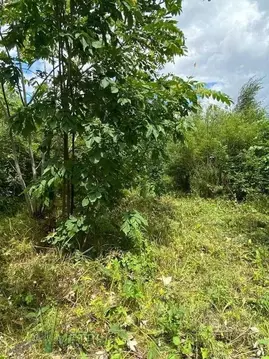 Участок в Приморский край, Артем Гвардеец СНТ, 51 (7.5 сот.)