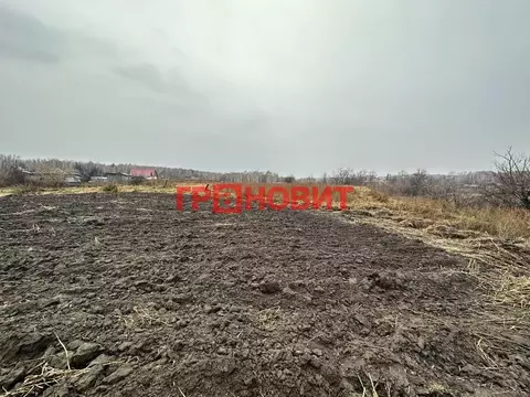 Участок в Новосибирская область, Ордынский район, с. Кирза Боровая ...