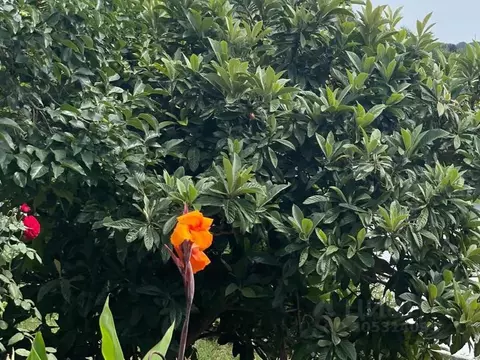 Участок в Краснодарский край, Сочи Береговая ул. (10.0 сот.)