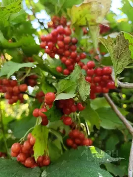 Участок в Краснодарский край, Красноармейский район, Марьянское с/пос, ...