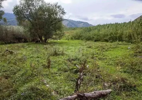 Участок в Алтай, Усть-Канский район, с. Владимировка  (1500.0 сот.)