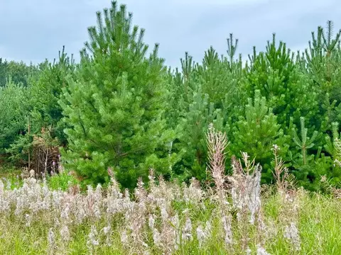 Участок в Свердловская область, Полевской муниципальный округ, с. ...