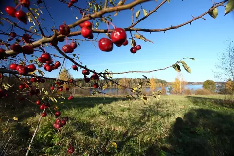 Участок в Московская область, Волоколамский муниципальный округ, КП ...
