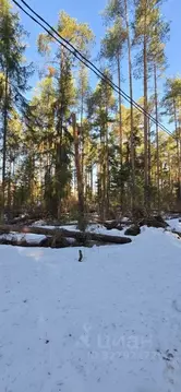 Участок в Ленинградская область, Всеволожск ул. Мужества, 30 (6.0 ...