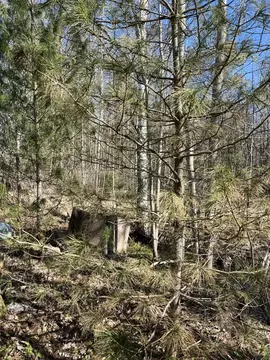 Участок в Ленинградская область, Лужский район, Мшинское с/пос, ...