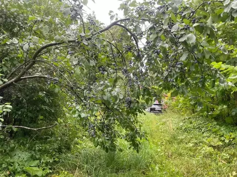 Участок в Вологодская область, Череповецкий район, с. Носовское  (18.0 ...