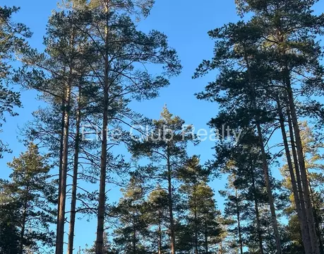 Участок в Ленинградская область, Выборгский район, Первомайское с/пос, ...