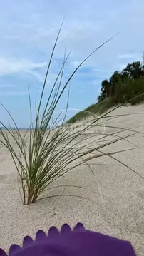 Участок в Калининградская область, Зеленоградский муниципальный округ, ...