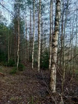 Участок в Бургинское сельское поселение, деревня Лопотень, Хвойная ...