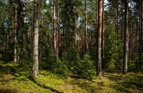 Участок в Московская область, Одинцовский городской округ, пос. ...