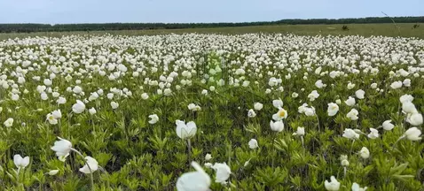 Участок в Бурятия, Кабанский район, с. Истомино  (8.0 сот.)