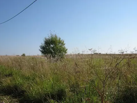 Участок в Ленинградская область, Ломоносовский район, Гостилицкое ...