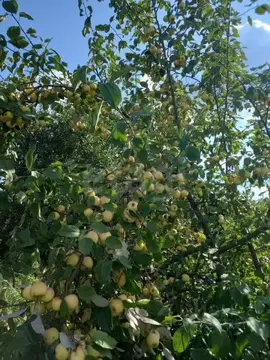 Участок в Свердловская область, Нижний Тагил Новая ул., 7 (9.9 сот.)