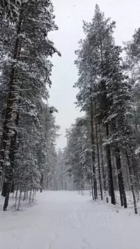 Участок в Ленинградская область, Приозерский район, Петровское с/пос, ...