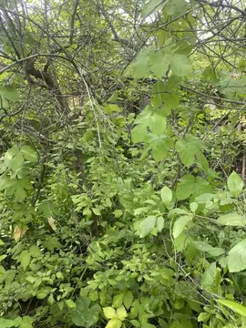 Участок в Самарская область, Волжский район, Петра Дубрава городское ...