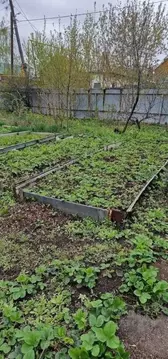 Участок в Самарская область, Самара просп. Карла Маркса, 287 (3.0 ...