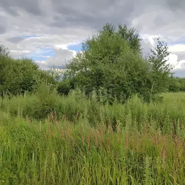 Участок в Амурская область, Благовещенский район, Станичное тер.  ...