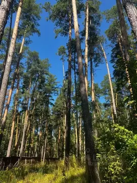Участок в Татарстан, Лаишевский район, д. Матюшино 2 (20.0 сот.)