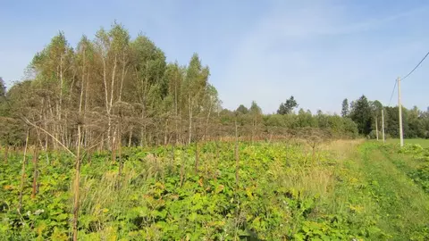 Участок в Московская область, Рузский муниципальный округ, д. Гомнино  ...