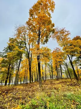Участок в Московская область, Дмитровский муниципальный округ, д. ...