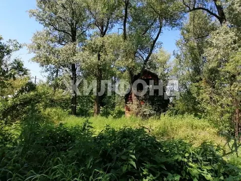 Участок в Новосибирская область, Новосибирск Ивушка СНТ, ул. Новая ...